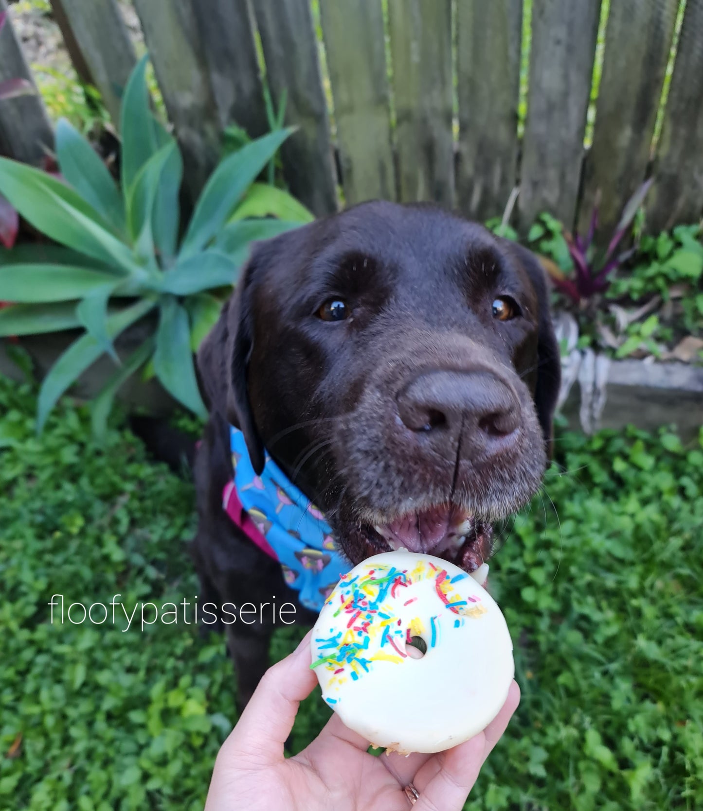 Doggie Doughnuts Large