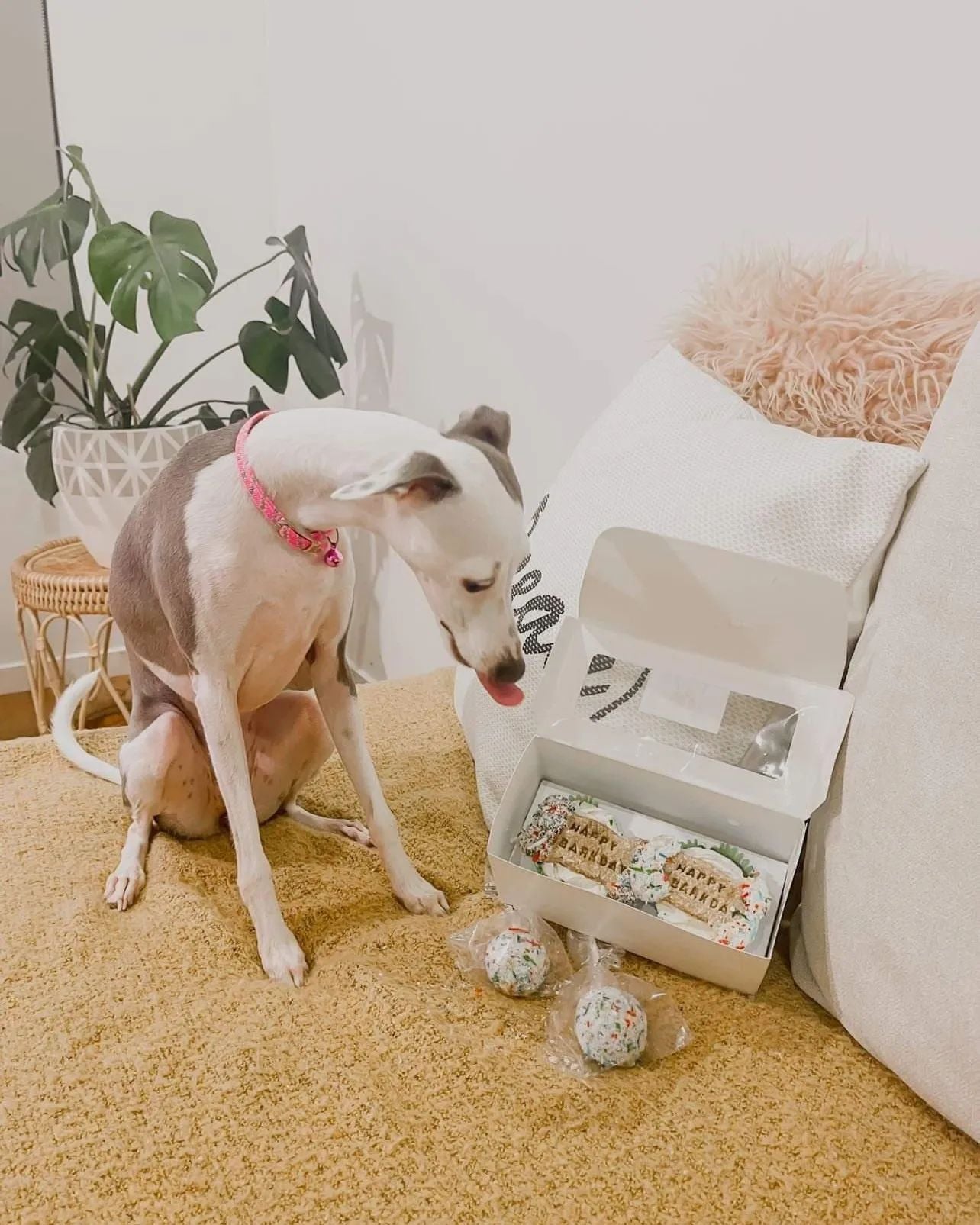 Floofy Barkday Box