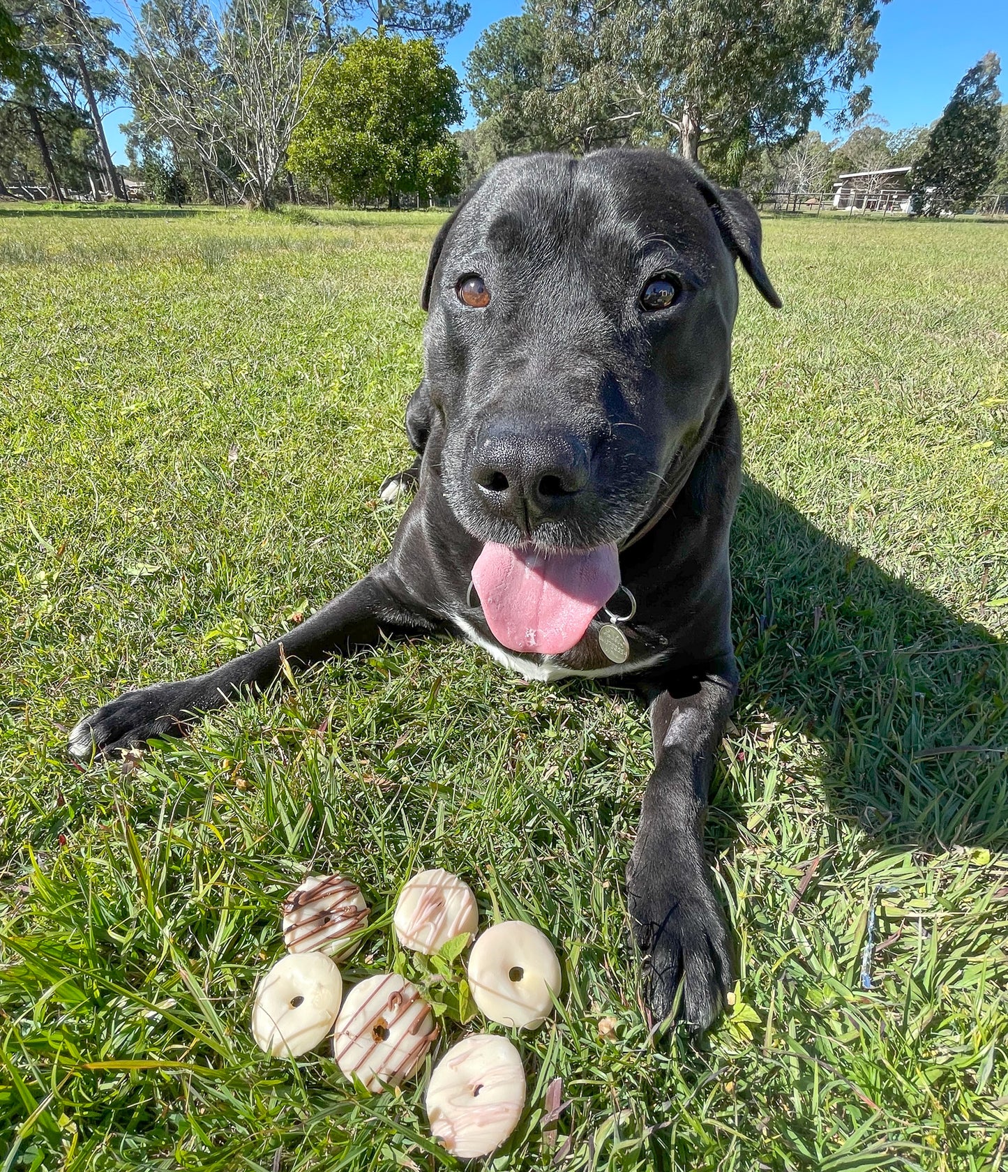 Doggie Doughnuts Large